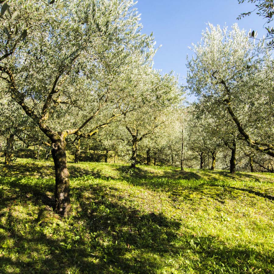 al-rocol-agricampeggio-4